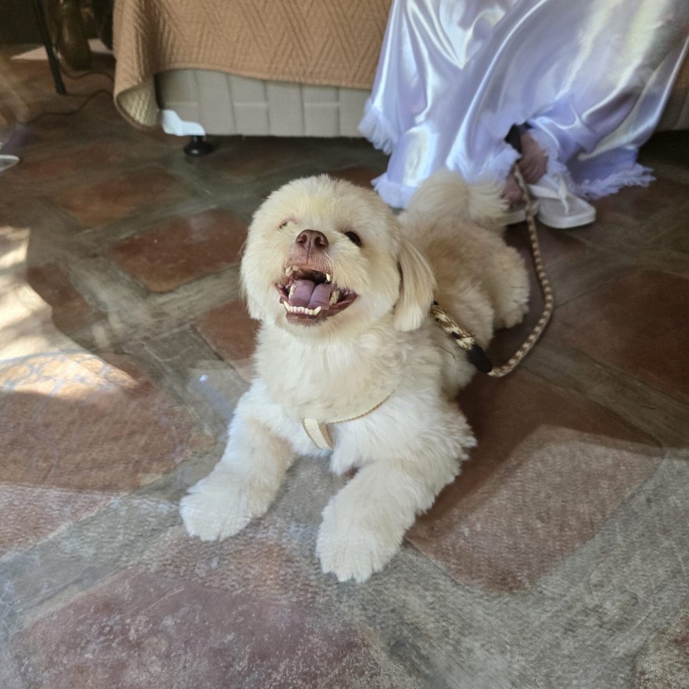 ytepxz4p62cc inbound4204442515010333949